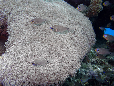 海的 生物学 水族馆 息肉 美女 海洋 波动 暗礁 自然