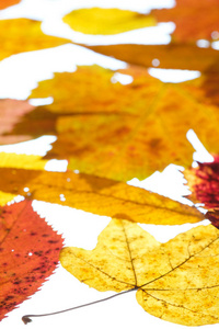 美极了 榛子 落下 树叶 植物 季节 植物学 植物区系 秋天