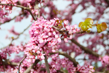季节 花的 分支 樱桃 春天 苹果 花瓣 花园 植物区系
