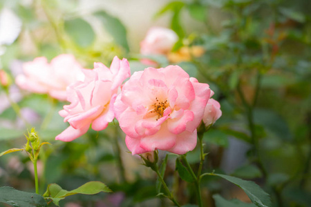 夏天 自然 花瓣 情人 花的 开花 树叶 玫瑰 植物区系