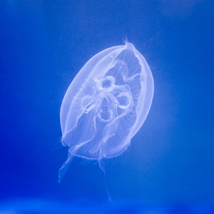 生物 水族馆 水母 水下 生活 海的 艺术 游泳 野生动物