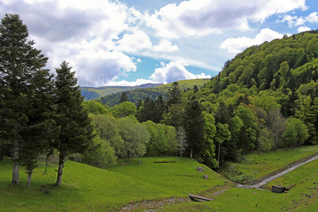 小山 美丽的 夏天 森林 风景 草地 旅行 自然 气球 韭菜