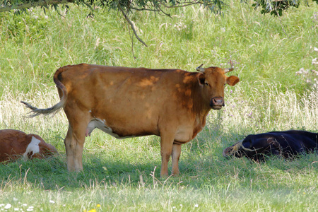 小号 挤奶机 公牛 繁殖 沙德 奶牛 农业 反刍动物 柳树