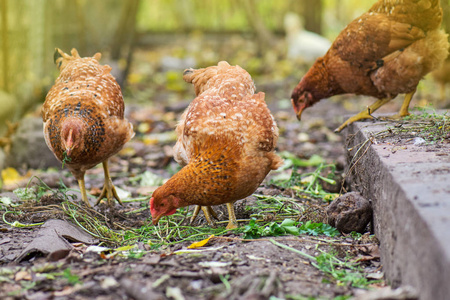 自由放养的公鸡和母鸡在农场里吃东西。吃玉米的鸡