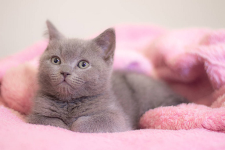 一只英国小猫睡在粉红色的毯子上。可爱的小猫。杂志封面。宠物。灰色小猫。休息一下。