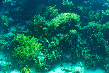 风景 海的 游泳 潜水 盐水 生活 美女 颜色 潜水员 珊瑚