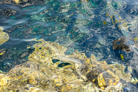 底部 通气管 游泳 绿松石 浮潜 潜水 夏天 海滩 野生动物