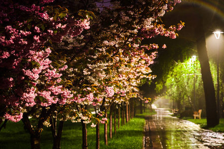 玫瑰樱花园春雨纷飞，街灯璀璨