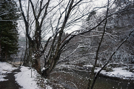 日本冬季积雪覆盖的树木和步行道