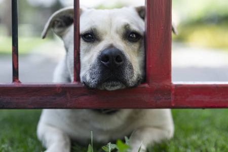 Close up portrait of cute yellow dog mixed breed 