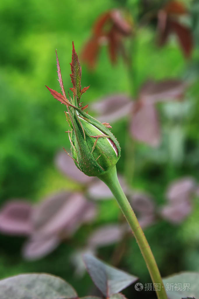 花园里树枝上未开放的玫瑰花蕾