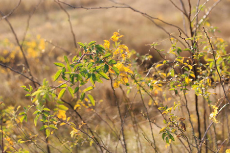 森林 颜色 自然 特写镜头 枫树 树叶 植物 季节 分支