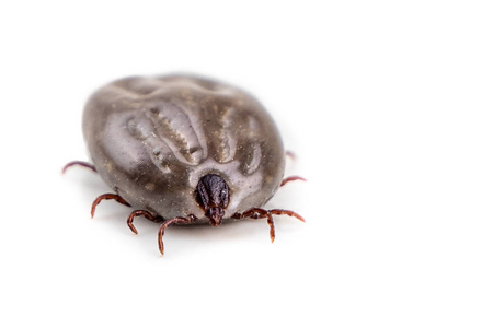 Closeup on dog tick with full of blood on white background 