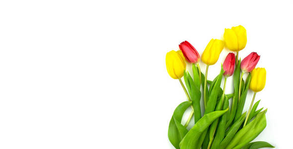 黄色和红色郁金香平放在白色背景上。春季花卉布局顶视图和复制空间。妇女节，情人节，母亲节庆祝。横幅库存照片。