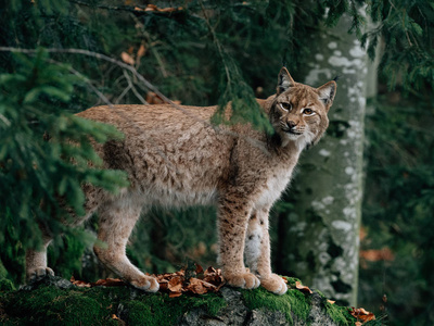 毛皮 耳朵 猞猁 猎人 动物 食肉动物 自然 山猫 捕食者