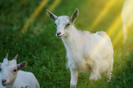 Baby goat walking on the meadow. Goat kid  eating green grass 