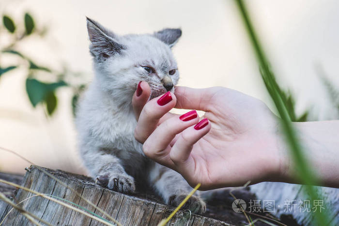 米黄色泰国猫和女人的手照片-正版商用图片28sfgi-摄图新视界