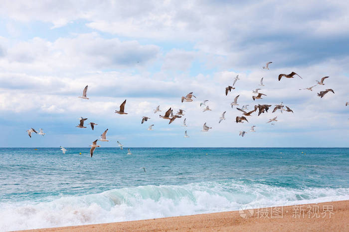 一群海鸥飞过海滩和海浪