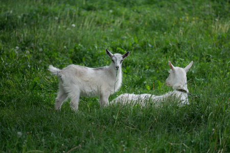 White goat with kids. Breeding and growing pets. 