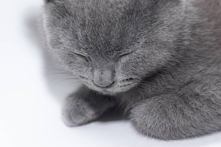 一只灰色的小猫躺在白色的背景上.可爱的小猫.英国猫.