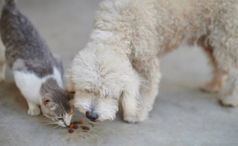 贵宾狗从猫身上吃东西