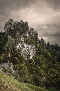 森林 自然 天空 风景 夏天 阴天 岩石 植物区系 云杉