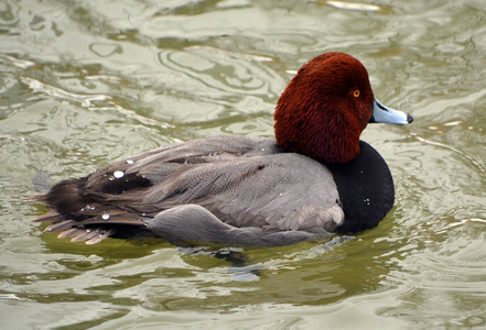 湖泊 羽毛 鸭子 动物 动物群 水禽 野生动物 公园 绿头鸭