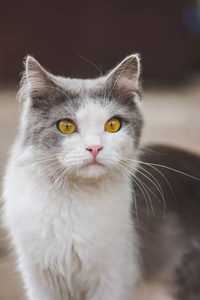 猫肖像特写。毛茸茸的黄眼睛猫