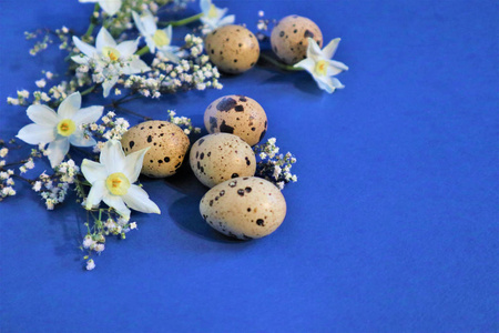 Easter concept. Quail eggs on a blue background. Flowers spring 