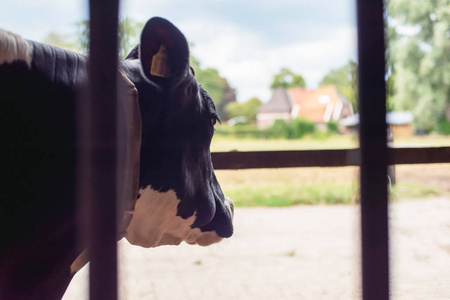 牛棚里的牛头，可以俯瞰乡村。