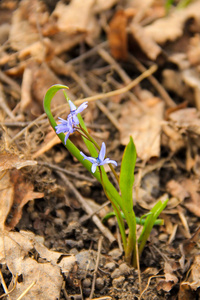 蓝石斛花图片