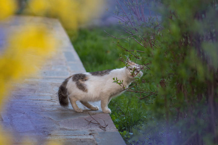 Cat sits in the garden  of green lawn.  Cat laying in nature. 