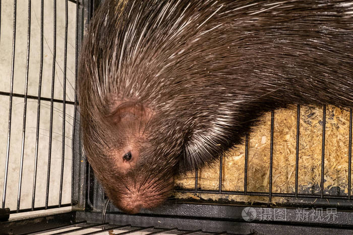 大型豪猪普通豪猪东亚豪猪一只大豪猪的特写镜头正在放松