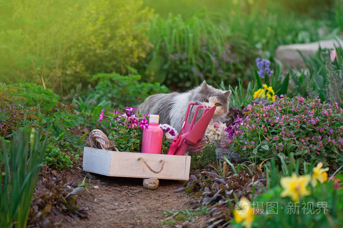 大自然中的猫和园艺工具草地上的猫和园艺工具