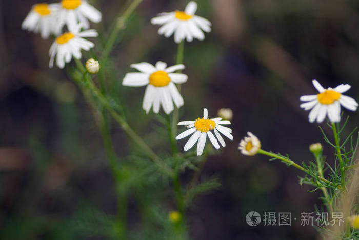 野甘菊。宏镜头。自然和放松的概念。