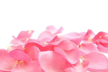 粉色菊花白底图片