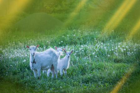 可爱的山羊在草地上吃草.小山羊.奶牛场田野里的白山羊照片