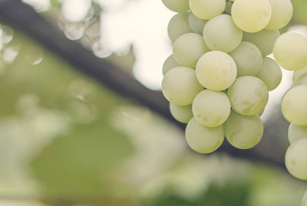 精选葡萄藤上成熟的白葡萄酒葡萄串。