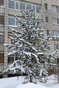 城市环境背景下的积雪针叶树图片