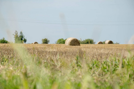 夏收后的麦秸捆干草堆