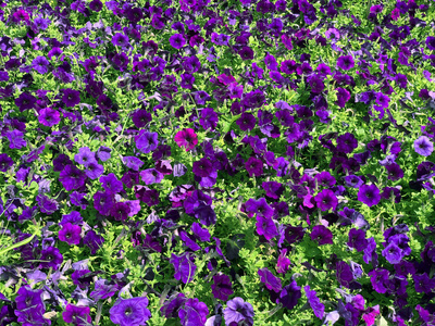 自然背景公园紫花