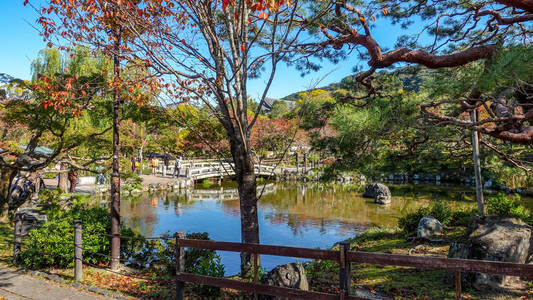 日本秋日寻找红叶枫树清藤