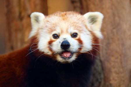 中国人 动物学 竹子 动物 喜马拉雅山脉 食肉动物 木材