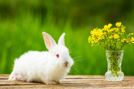 在一个阳光明媚的春天,一只可爱的毛茸茸的小白兔拿着一束鲜花坐在