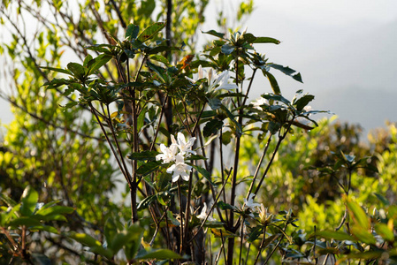 Rhododendron white flowers are blooming in tropical rainforest, 