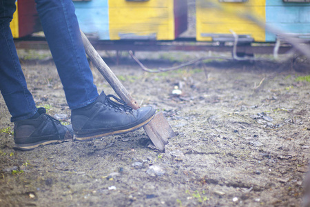 man digging ground for planting trees. gardener digs 