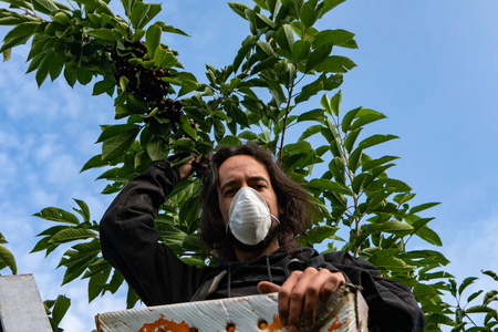 在果园里摘樱桃的年轻人照片