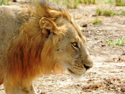 非洲大草原上一只漂亮的成年狮子的特写镜头