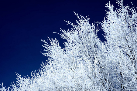 Beautiful view of the branches of some trees frozen by the cold 