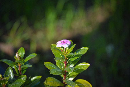 自然 树叶 花的 植物学 生长 盛开 花园 草地 植物 颜色